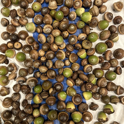 Huge pin oak acorns fresh - pin,