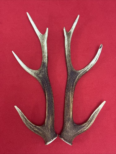 Pair sika deer - deer, antlers