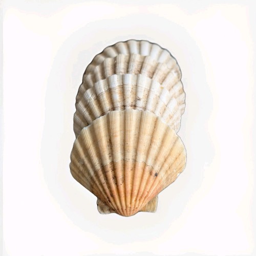 Scallop shells for - scallop,