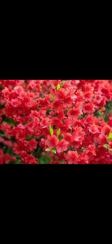 Evergreen azalea - 6x,