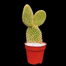 Opuntia Pallida  (microdasys )