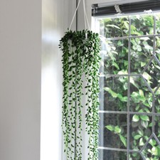 Senecio Rowleyanus String of