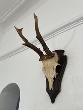 Antlers of a  Roe Deer 532 Real Taxidermy mounted interior design horns