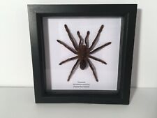 Tarantula Spider (Eurypelma