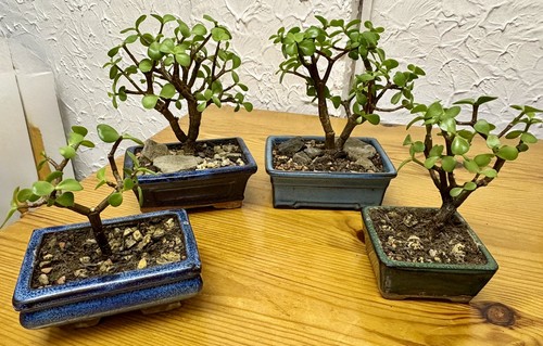 Portulacaria afra dwarf - portulacaria, /