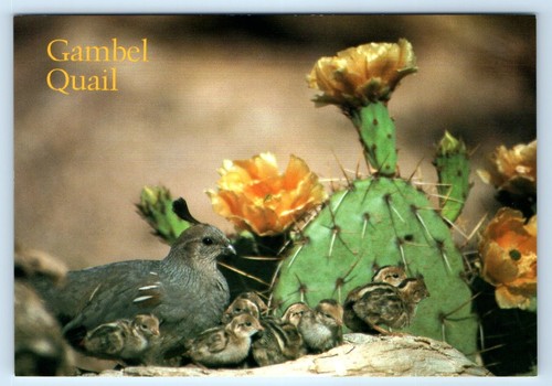 Gambel quail arizona 4x6 - -,