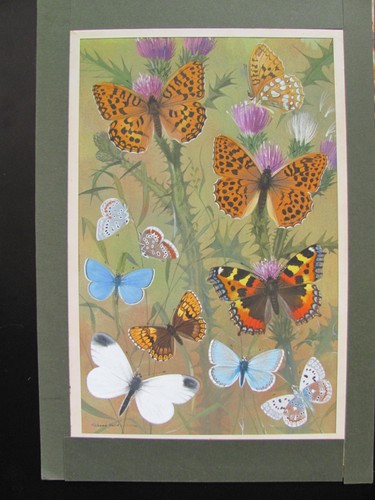 British butterflies - british, (3)