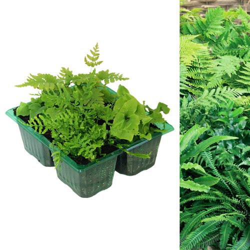 Hardy fern plant - -, garden