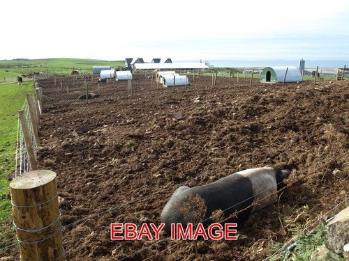 Photo pigs and arks - pigs,