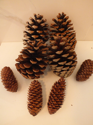 Large pine cones cm and - 4,