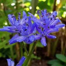 SCILLA BIFOLIA BLUE BULBS