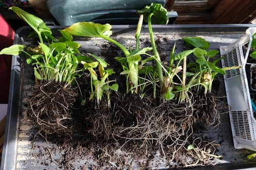 Large well rooted - 2x,