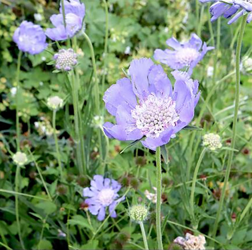Scabious goldingenis plant - goldingenis,