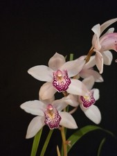 Cymbidium Hybrid. Compact