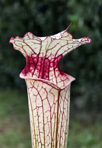 Saracenia iamsatyricon - saracenia, x