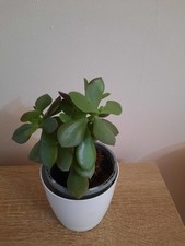 Jade plant (Money Plant)  in   small pot
