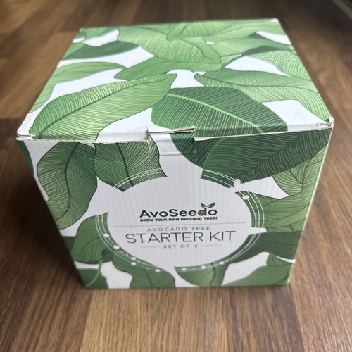 Avoseedo avocado tree - avoseedo,