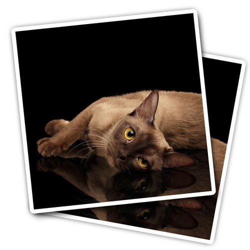 Vinyl stickers burmese - burmese, cat