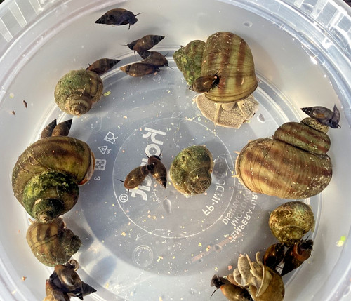 Wild pond snail mix - snail, brown
