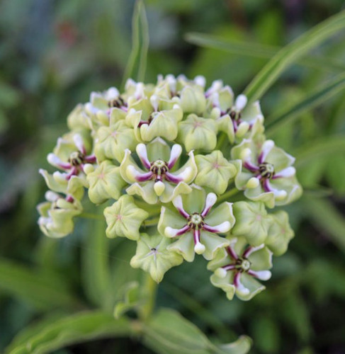 Milkweed spider monarch - milkweed,