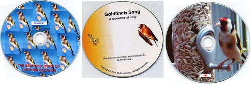 Pure english goldfinch - english,
