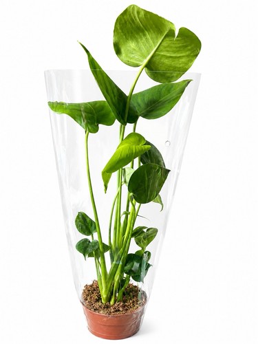 Large monstera deliciosa 12cm - monstera,