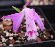 Pleione (Windowsill Orchid)