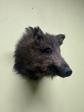 Wild Boar Shoulder Mount, Wild boar head, Wild boar, Taxidermy, Trophy