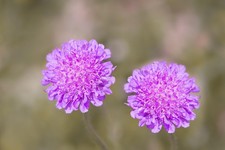 SCABIOUS japonica var. alpina