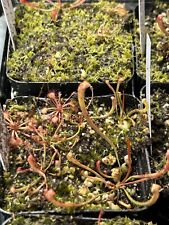 Sarracenia Baby Pots