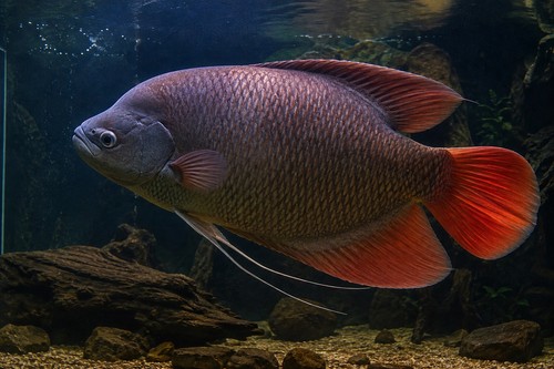 Giant red tail - red, 6