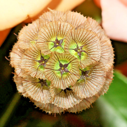 20x starflower pincushions - 20x,
