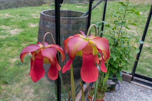 Sarracenia seedlings from - seedlings,