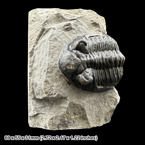 Hollardops mesocristata