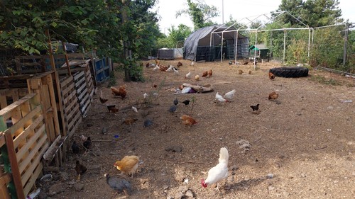 Buff orpington warren eggs - orpington,