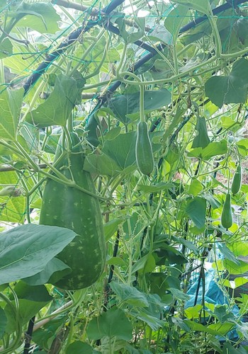 Bottle gourd seeds bangladeshi - seeds,