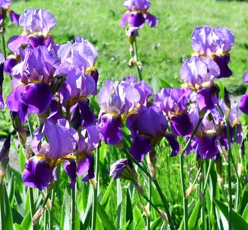 Blue fragrant iris - blue,
