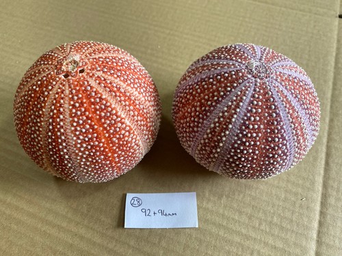 Large scottish sea urchins - sea,