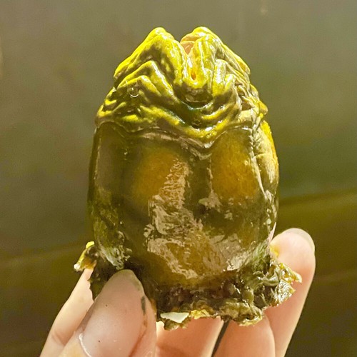 Alien predator egg - alien, vs.
