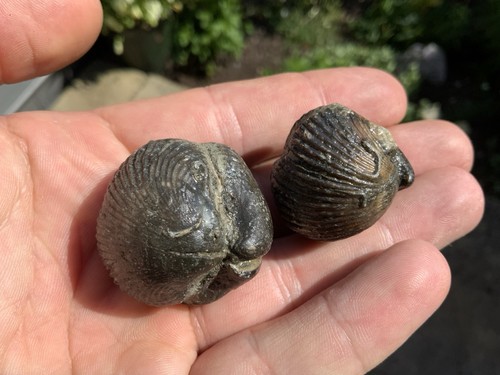 Fossil brachiopods - 2x,