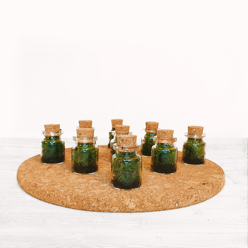The tiny moss terrarium - terrarium,