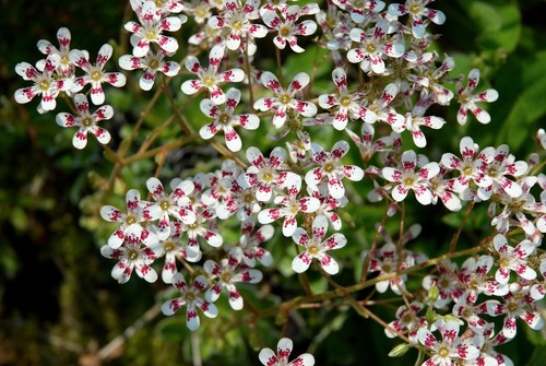 Saxifraga southside seedling - seedling,