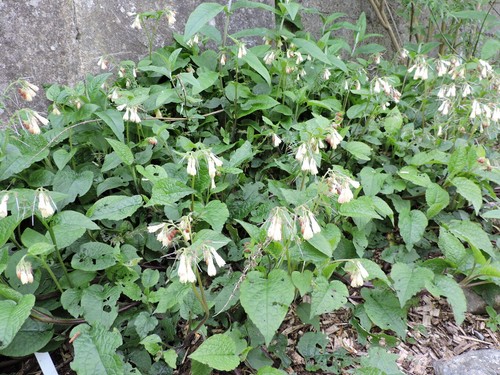 Comfrey white miniature - comfrey,