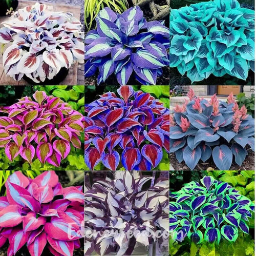 Hot 100 mixed - 100, plant