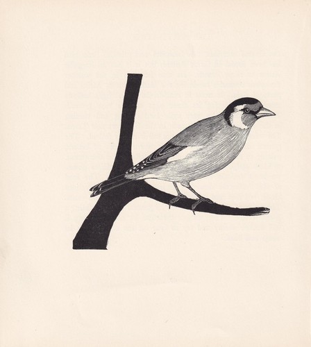1929 goldfinch bird print - goldfinch, wood