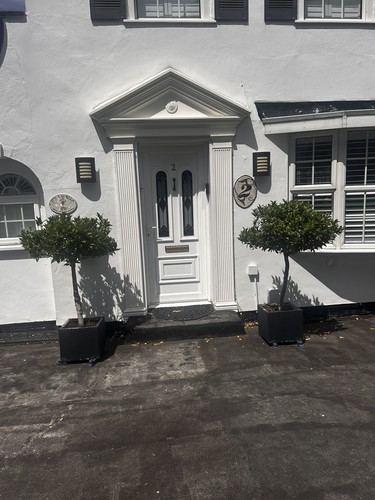 Pair bay large laurel trees - pair, of