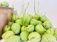 2 x CHAYOTE SEEDS - UK Grown -