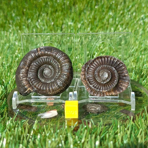Ammonite split pair north - split,