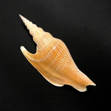 Lister's Conch Sea Shell Mirabilistrombus Listeri Rare Real Sea Shell