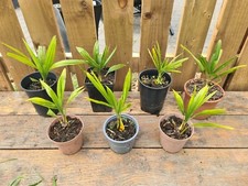 Trachycarpus Fortunei, Pure